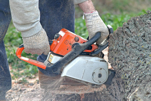 Best Tree Trimming and Pruning  in USA