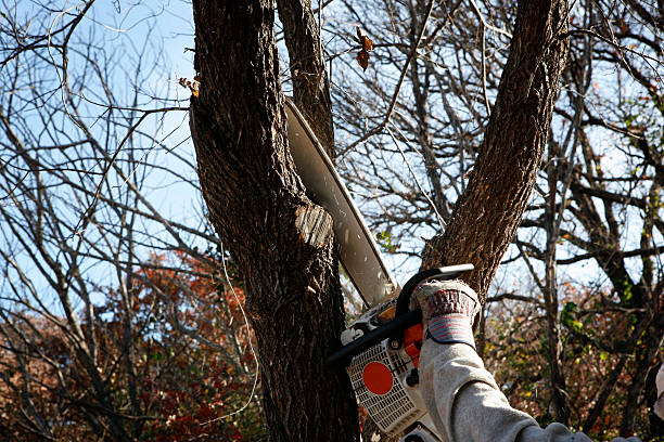 Best Hedge Trimming  in USA